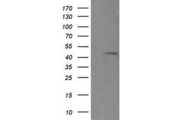 RNF39 antibody