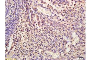 Formalin-fixed and paraffin embedded mouse embryo tissue labeled Anti-NIT2 Polyclonal Antibody, Unconjugated (ABIN676658) at 1:200, followed by conjugation to the secondary antibody and DAB staining (NIT2 antibody  (AA 41-140))