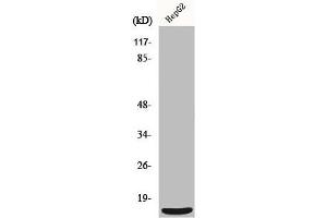 Western Blot analysis of HepG2 cells using MRP-S36 Polyclonal Antibody (MRPS36 antibody  (N-Term))