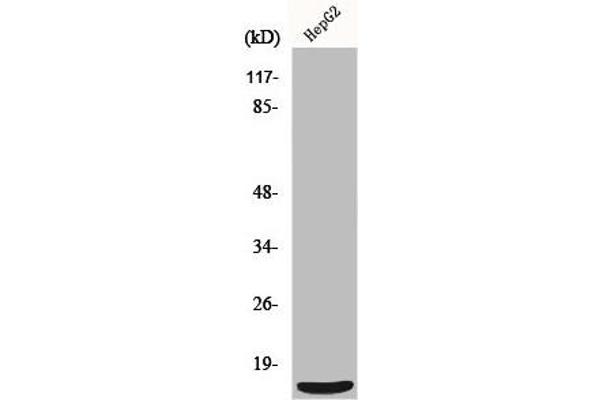 MRPS36 antibody  (N-Term)