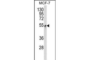 Western blot analysis of PDK3 Antibody (ABIN652286 and ABIN2841205) in MCF-7 cell line lysates (35 μg/lane).
