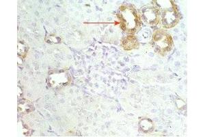 Mouse kidney tissue was stained by Anti-RFRP (56-92) (Human) Serum (NPVF antibody  (amidated, Preproprotein))