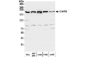 anti-Cdc2-Related Kinase, Arginine/serine-Rich (CRKRS) (AA 1-50) antibody