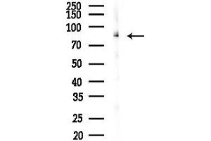 anti-Coatomer Protein Complex, Subunit gamma (COPG) (C-Term) antibody