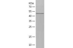 HCN4 Protein (AA 931-1203) (His-IF2DI Tag)