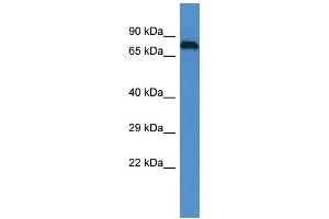 Host: Rabbit Target Name: EPN1 Sample Type: PANC1 Whole Cell lysates Antibody Dilution: 1.