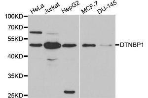 Western blot analysis of extracts of various cell lines, using DTNBP1 antibody. (DTNBP1 antibody  (AA 1-351))