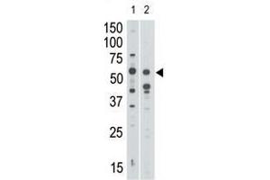 Image no. 1 for anti-Sialic Acid Binding Ig-Like Lectin 7 (SIGLEC7) (N-Term) antibody (ABIN357147) (SIGLEC7 antibody  (N-Term))