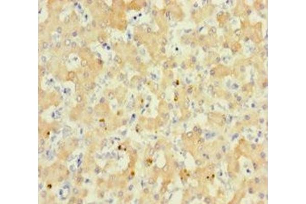 RS1 antibody  (AA 24-224)