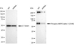 Western blotting analysis using Phospho-AMPK alpha 1 (S496) antibody (ABIN788). (Recombinant PRKAA1 antibody  (pSer496))