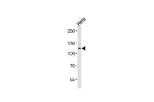 Western blot analysis of lysates from Hela cell line ,using BUB1B Antibody (ABIN484143 and ABIN1533524). (BUB1B antibody)