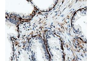 Image no. 6 for anti-5'-Nucleotidase Domain Containing 1 (NT5DC1) antibody (ABIN1499837) (NT5DC1 antibody)