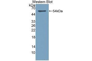 Western Blotting (WB) image for anti-Sialic Acid Acetylesterase (SIAE) antibody (Biotin) (ABIN1870873)