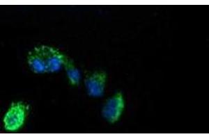 Immunofluorescence (IF) image for anti-Acetyl-CoA Acyltransferase 2 (ACAA2) antibody (ABIN1495726) (ACAA2 antibody)