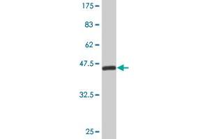 Western Blot detection against Immunogen (44. (RBM8A antibody  (AA 1-174))