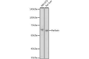 Western Blotting (WB) image for anti-Perforin 1 (Pore Forming Protein) (PRF1) (AA 280-555) antibody (ABIN3020642)