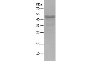 Western Blotting (WB) image for Poly(A) Binding Protein, Cytoplasmic 1 (PABPC1) (AA 2-235) protein (His-IF2DI Tag) (ABIN7282487) (PABP Protein (AA 2-235) (His-IF2DI Tag))