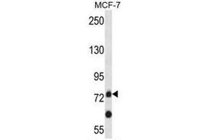 APLP2 Antibody (C-term) western blot analysis in MCF-7 cell line lysates (35µg/lane).
