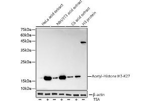 Western blot analysis of extracts of various cell lines, using Acetyl-Histone H3-K27 antibody (ABIN3016650, ABIN3016651, ABIN3016652, ABIN1682513 and ABIN1682514) at 1:1000 dilution. (Histone H3 (Acetyl K27) (acLys27) antibody)