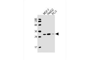 All lanes : Anti-PSME2 Antibody (Center) at 1:2000 dilution Lane 1: MCF-7 whole cell lysate Lane 2: HepG2 whole cell lysate Lane 3: PC-3 whole cell lysate Lysates/proteins at 20 μg per lane. (PSME2 antibody  (AA 61-91))