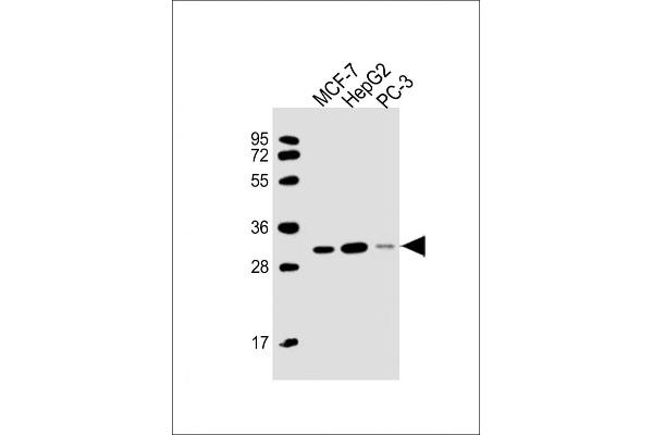 PSME2 Antikörper  (AA 61-91)