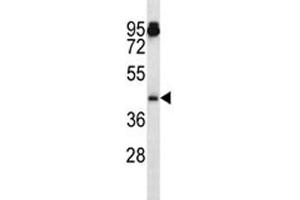 Aurka antibody western blot analysis in mouse NIH3T3 lysate. (Aurora A antibody  (AA 93-120))