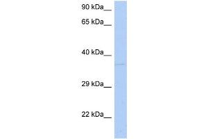 WB Suggested Anti-DRG1 Antibody Titration:  0. (DRG1 antibody  (N-Term))