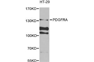 Western blot analysis of extracts of HT-29 cells, using PDGFRA antibody (ABIN1874075) at 1:1000 dilution. (PDGFRA antibody)
