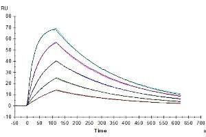 Surface Plasmon Resonance (SPR) image for Signal-Regulatory Protein alpha (SIRPA) (AA 31-370) protein (His tag) (ABIN7275652)