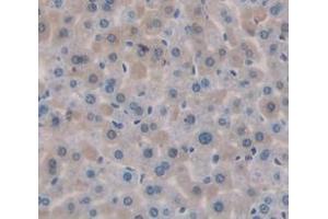 Figure. (MGEA5 antibody  (AA 679-808))