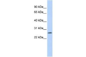 Western Blotting (WB) image for anti-LOC391764 antibody (ABIN2459459) (LOC391764 antibody)