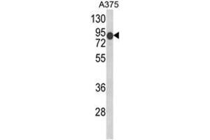 Western blot analysis of DCT Antibody (N-term) in A375 cell line lysates (35ug/lane). (DCT antibody  (N-Term))