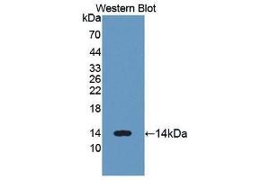 Western Blotting (WB) image for anti-Lysozyme (LYZ) (AA 24-144) antibody (ABIN1078299)