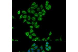 Immunofluorescence analysis of A549 cells using COQ3 Polyclonal Antibody (COQ3 antibody)