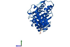IMPA2 Protein (AA 1-288) (His tag)