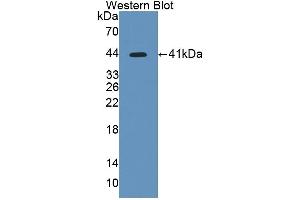 Detection of Recombinant PPP1Ca, Human using Polyclonal Antibody to Protein Phosphatase 1, Catalytic Subunit Alpha Isoform (PPP1Ca) (PPP1CA antibody  (AA 2-330))