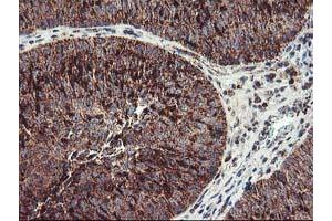 Image no. 3 for anti-TNF Receptor-Associated Protein 1 (TRAP1) antibody (ABIN1501500) (TRAP1 antibody)
