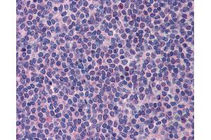 Anti-PML antibody IHC of human spleen. (PML antibody  (AA 588-637))