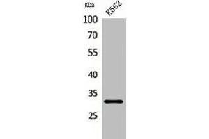 Western Blot analysis of K562 cells using VDAC1 Polyclonal Antibody. (VDAC1 antibody  (N-Term))