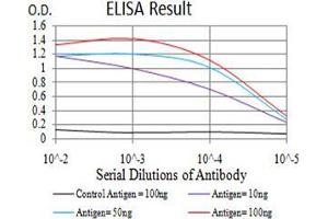 Fig. (TTF1 antibody  (AA 1-150))