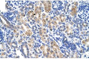 Human kidney (ALDH3A2 antibody  (C-Term))