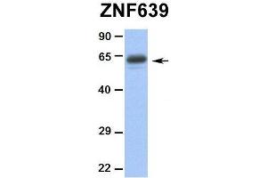 Hum. (ZNF639 antibody  (N-Term))