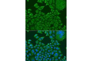 Immunofluorescence analysis of U2OS cells using FXR1 antibody. (FXR1 antibody  (AA 250-350))