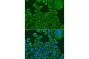 Immunofluorescence analysis of U2OS cells using FXR1 antibody. (FXR1 antibody  (AA 250-350))