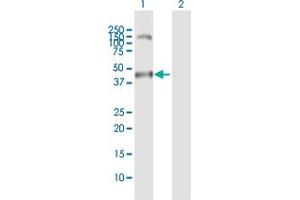 Western Blot analysis of MAGEA11 expression in transfected 293T cell line by MAGEA11 MaxPab polyclonal antibody.