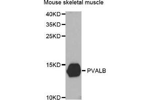 Western Blotting (WB) image for anti-Parvalbumin (PVALB) antibody (ABIN3016701) (PVALB antibody)