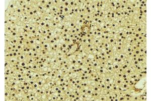 ABIN6277179 at 1/100 staining Mouse liver tissue by IHC-P.