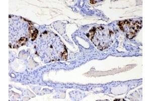 IHC testing of FFPE mouse pancreas tissue with RBP4 antibody at 1ug/ml. (RBP4 antibody)