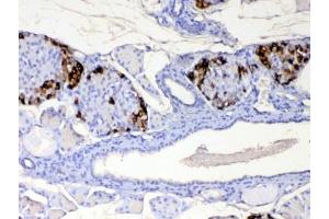 IHC testing of FFPE mouse pancreas tissue with RBP4 antibody at 1ug/ml.