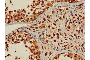 Immunohistochemistry of paraffin-embedded human testis tissue using ABIN7155369 at dilution of 1:100